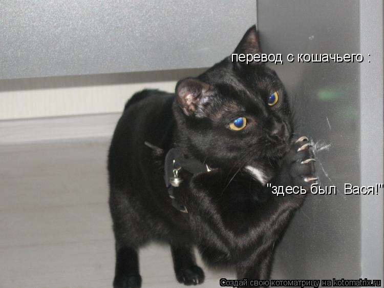 перевод с кошачьего : "здесь был Вася!"... Котоматрица: перевод с кошачьего : "здесь был Вася!"