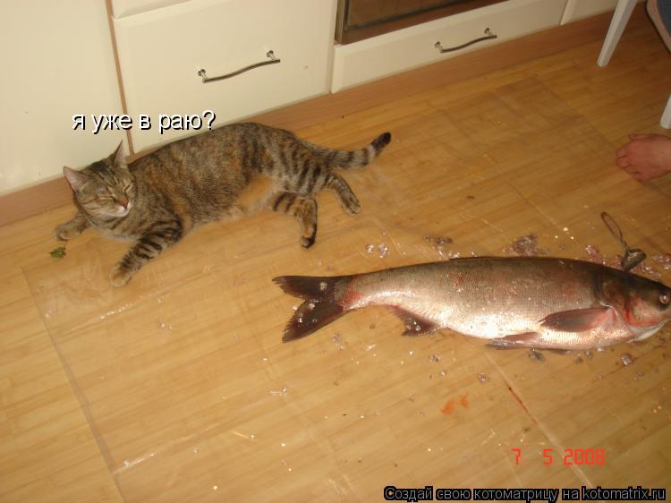 Котоматрица: я уже в раю?