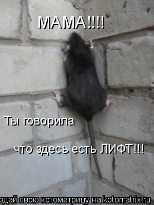 МАМА!!!! Ты говорила что здесь есть ЛИФТ!!!... Котоматрица: МАМА!!!! Ты говорила что здесь есть ЛИФТ!!!