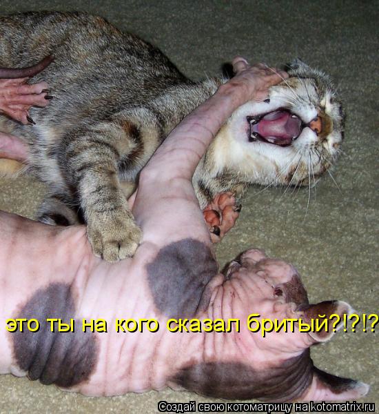 это ты на кого сказал бритый?!?!?!... Котоматрица: это ты на кого сказал бритый?!?!?!