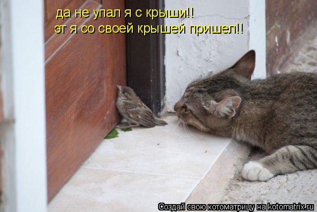 Котоматрица: да не упал я с крыши!! эт я со своей крышей пришел!!