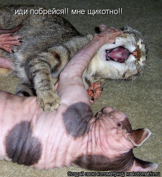иди побрейся!! мне щикотно!!... Котоматрица: иди побрейся!! мне щикотно!!