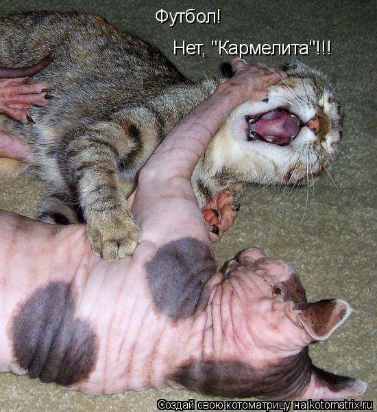 Футбол! Нет, "Кармелита"!!!... Котоматрица: Футбол! Нет, "Кармелита"!!!