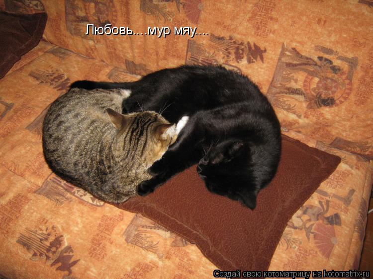 Любовь....мур мяу....... Котоматрица: Любовь....мур мяу....