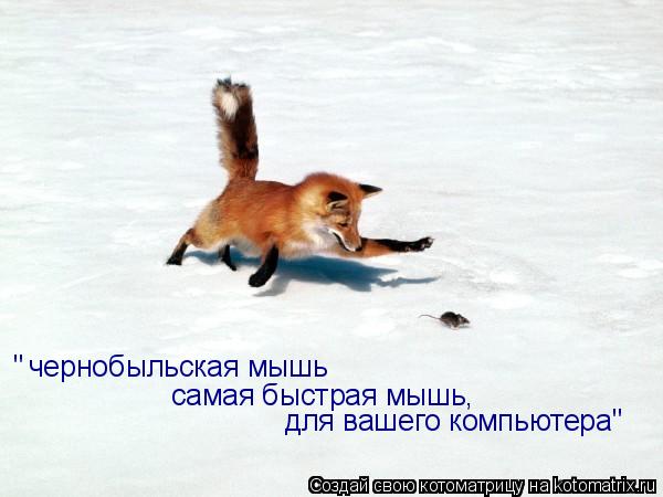 чернобыльская мышь самая быстрая мышь, для вашего компьютера" "... Котоматрица: чернобыльская мышь самая быстрая мышь, для вашего компьютера" "