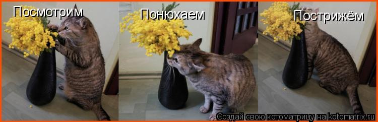 Посмотрим Понюхаем Пострижём... Котоматрица: Посмотрим Понюхаем Пострижём