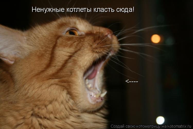 Ненужные котлеты класть сюда! <----... Котоматрица: Ненужные котлеты класть сюда! <----