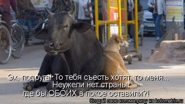 Эх, подруга! То тебя съесть хотят, то меня... Неужели нет страны, где бы ОБОИХ в покое оставили?!... Котоматрица: Эх, подруга! То тебя съесть хотят, то меня... Неужели нет страны, где бы ОБОИХ в покое оставили?!