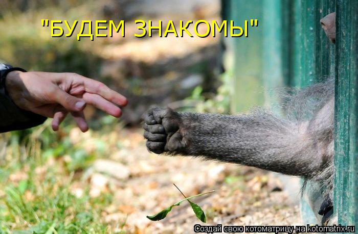 "БУДЕМ ЗНАКОМЫ"... Котоматрица: "БУДЕМ ЗНАКОМЫ"
