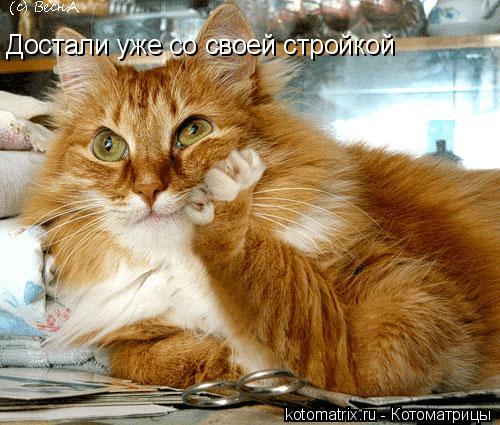 Достали уже со своей стройкой... Котоматрица: Достали уже со своей стройкой