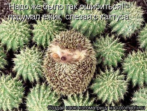 "Надо же было так ошибиться!"- подумал ёжик, слезая с кактуса.... Котоматрица: "Надо же было так ошибиться!"- подумал ёжик, слезая с кактуса.