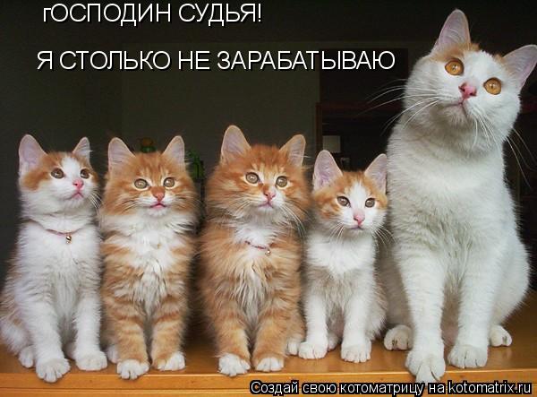 гОСПОДИН СУДЬЯ! Я СТОЛЬКО НЕ ЗАРАБАТЫВАЮ... Котоматрица: гОСПОДИН СУДЬЯ! Я СТОЛЬКО НЕ ЗАРАБАТЫВАЮ
