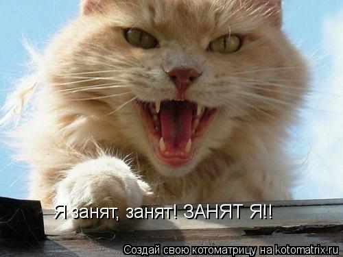 Я занят, занят! ЗАНЯТ Я!!... Котоматрица: Я занят, занят! ЗАНЯТ Я!!