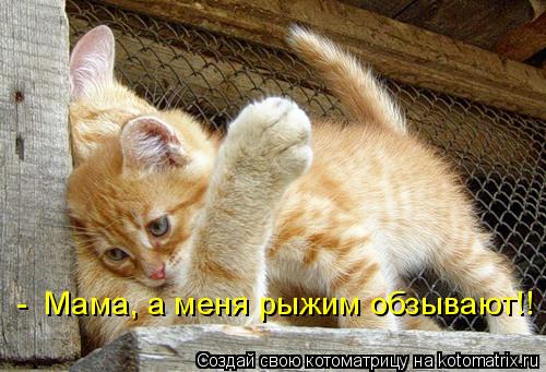 - Мама, а меня рыжим обзывают!!... Котоматрица: - Мама, а меня рыжим обзывают!!