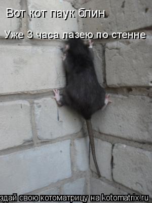 Вот кот паук блин Уже 3 часа лазею по стенне... Котоматрица: Вот кот паук блин Уже 3 часа лазею по стенне