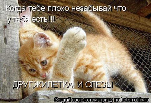 Котоматрица: Когда тебе плохо незабывай что  у тебя есть!!! ДРУГ,ЖИЛЕТКА, И СЛЕЗЫ
