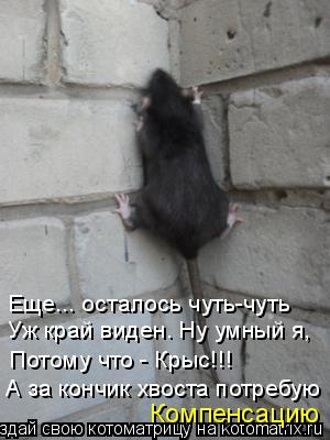Еще... осталось чуть-чуть Уж край виден. Ну умный я, Потому что - Крыс!!! А за кончик хвоста потребую... Котоматрица: Еще... осталось чуть-чуть Уж край виден. Ну умный я, Потому что - Крыс!!! А за кончик хвоста потребую Компенсацию