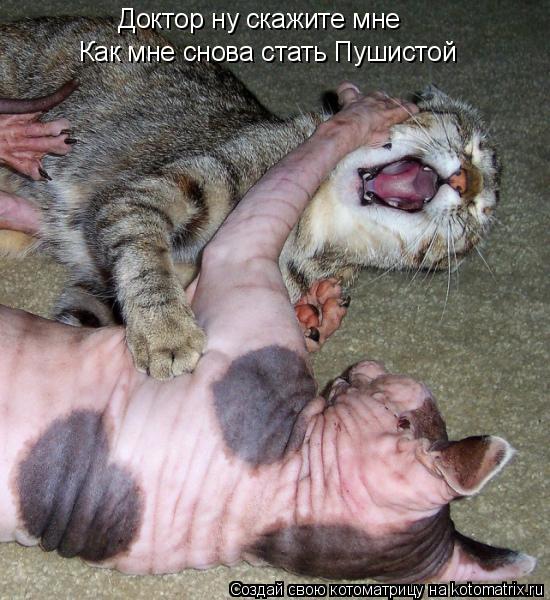 Доктор ну скажите мне Как мне снова стать Пушистой... Котоматрица: Доктор ну скажите мне Как мне снова стать Пушистой