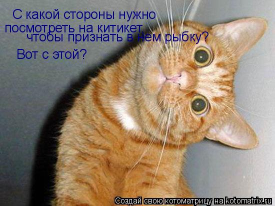 С какой стороны нужно посмотреть на китикет, чтобы признать в нем рыбку? Вот с этой?... Котоматрица: С какой стороны нужно посмотреть на китикет, чтобы признать в нем рыбку? Вот с этой?