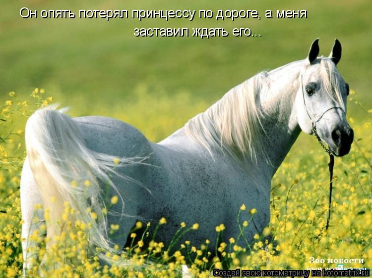 Он опять потерял принцессу по дороге, а меня заставил ждать его...... Котоматрица: Он опять потерял принцессу по дороге, а меня заставил ждать его...