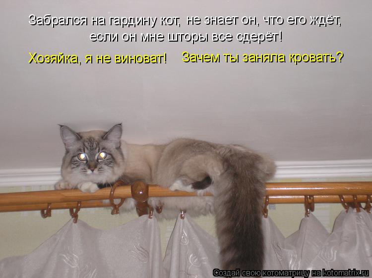 Котоматрица: Забрался на гардину кот, не знает он, что его ждёт, если он мне шторы все сдерёт! Хозяйка, я не виноват! Зачем ты заняла кровать?