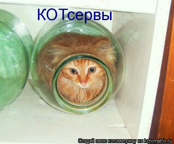 КОТсервы... Котоматрица: КОТсервы