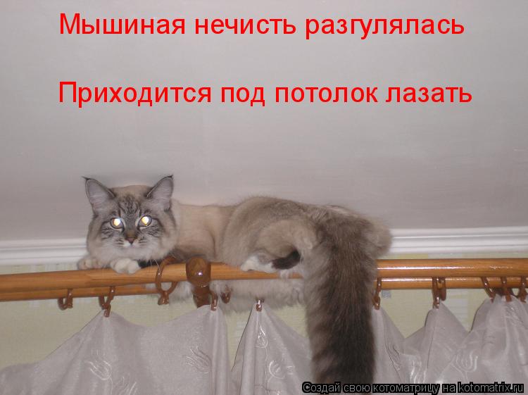 Мышиная нечисть разгулялась Приходится под потолок лазать... Котоматрица: Мышиная нечисть разгулялась Приходится под потолок лазать