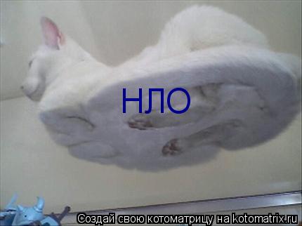 НЛО... Котоматрица: НЛО