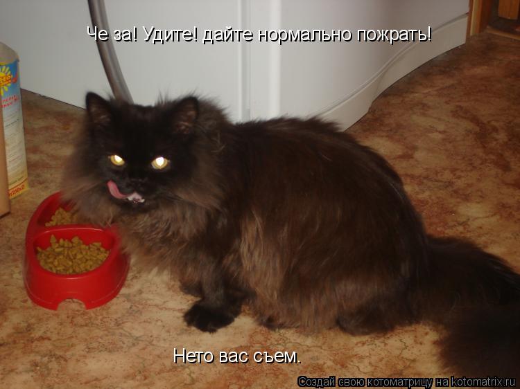 Че за! Удите! дайте нормально пожрать! Нето вас съем.... Котоматрица: Че за! Удите! дайте нормально пожрать! Нето вас съем.