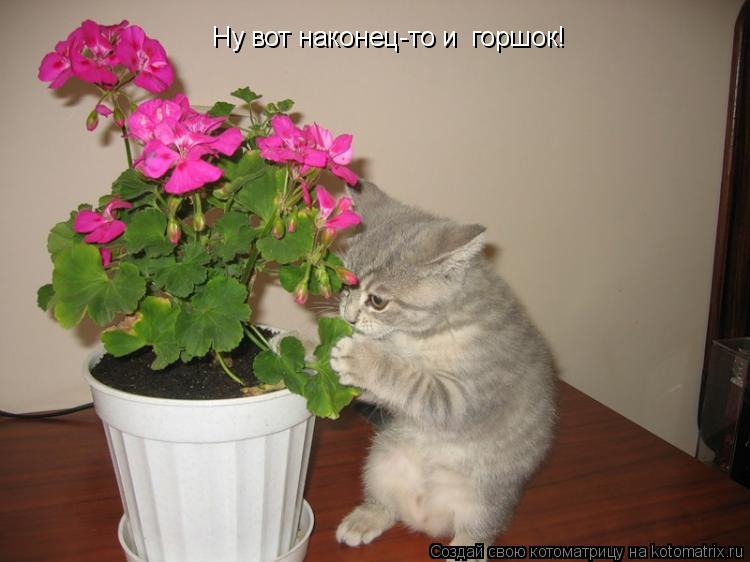 Ну вот наконец-то и горшок!... Котоматрица: Ну вот наконец-то и горшок!