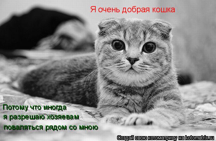 Я очень добрая кошка Потому что иногда я разрешаю хозяевам поваляться рядом со мною... Котоматрица: Я очень добрая кошка Потому что иногда я разрешаю хозяевам поваляться рядом со мною