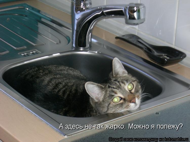 А здесь не так жарко. Можно я полежу?... Котоматрица: А здесь не так жарко. Можно я полежу?