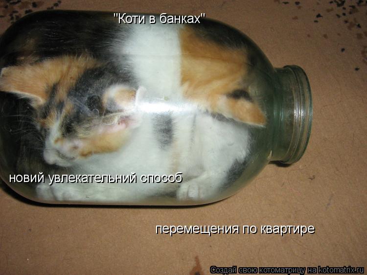 "Коти в банках" новий увлекательний способ перемещения по квартире... Котоматрица: "Коти в банках" новий увлекательний способ перемещения по квартире