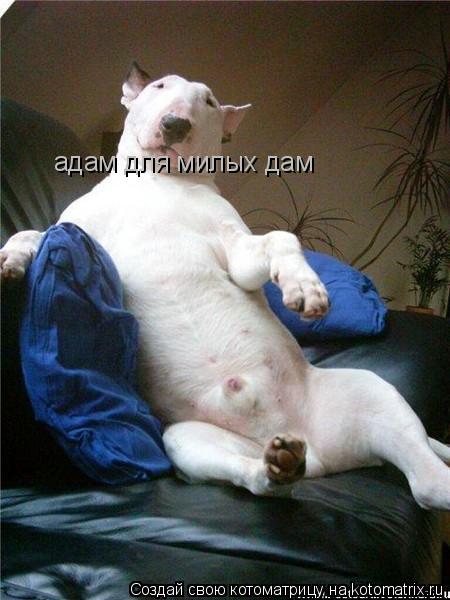 адам для милых дам... Котоматрица: адам для милых дам