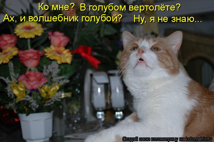Ко мне? В голубом вертолёте? Ах, и волшебник голубой? Ну, я не знаю...... Котоматрица: Ко мне? В голубом вертолёте? Ах, и волшебник голубой? Ну, я не знаю...