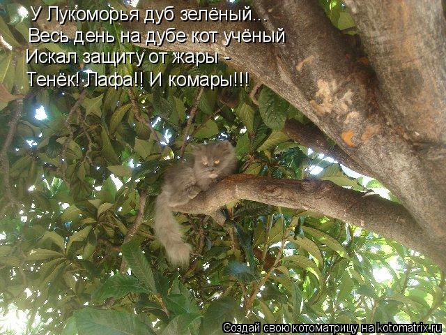 У Лукоморья дуб зелёный... Весь день на дубе кот учёный Тенёк! Лафа!! И комары!!! Искал защиту от жар... Котоматрица: У Лукоморья дуб зелёный... Весь день на дубе кот учёный Тенёк! Лафа!! И комары!!! Искал защиту от жары -