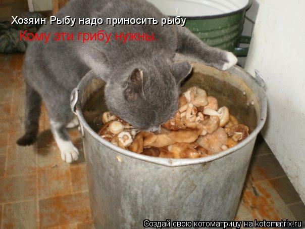 Хозяин Рыбу надо приносить рыбу Кому эти грибу нужны.... Котоматрица: Хозяин Рыбу надо приносить рыбу Кому эти грибу нужны.