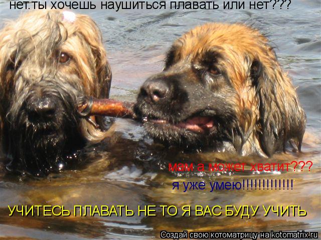 мам а может хватит??? нет.ты хочешь наушиться плавать или нет??? я уже умею!!!!!!!!!!!!! УЧИТЕСЬ ПЛАВ... Котоматрица: мам а может хватит??? нет.ты хочешь наушиться плавать или нет??? я уже умею!!!!!!!!!!!!! УЧИТЕСЬ ПЛАВАТЬ НЕ ТО Я ВАС БУДУ УЧИТЬ