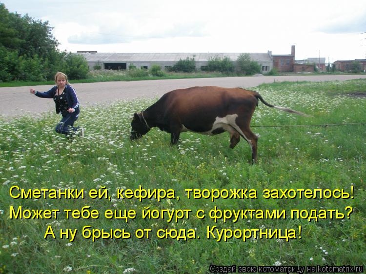 Сметанки ей, кефира, творожка захотелось! Может тебе еще йогурт с фруктами подать? А ну брысь от сюд... Котоматрица: Сметанки ей, кефира, творожка захотелось! Может тебе еще йогурт с фруктами подать? А ну брысь от сюда. Курортница!