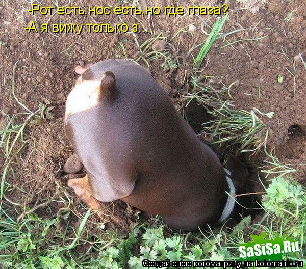 -Рот есть,нос есть,но где глаза? -А я вижу только з...... Котоматрица: -Рот есть,нос есть,но где глаза? -А я вижу только з...