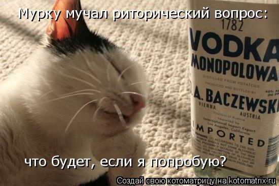 Мурку мучал риторический вопрос: что будет, если я попробую?... Котоматрица: Мурку мучал риторический вопрос: что будет, если я попробую?