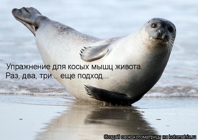 Упражнение для косых мышц живота. Раз, два, три... еще подход...... Котоматрица: Упражнение для косых мышц живота. Раз, два, три... еще подход...