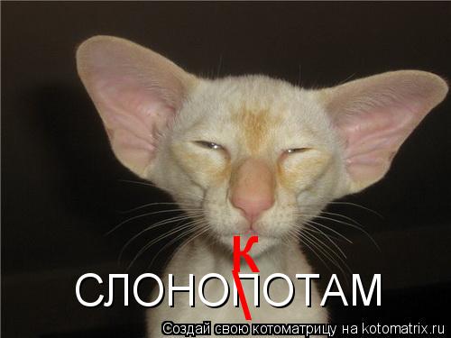 СЛОНОПОТАМ к... Котоматрица: СЛОНОПОТАМ к