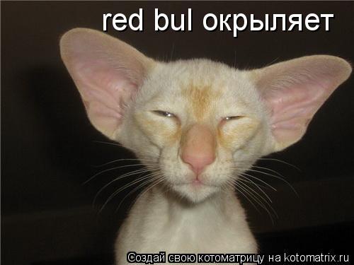 Котоматрица: red bul окрыляет