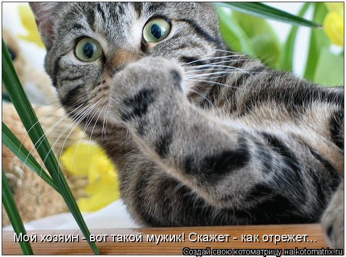 Мой хозяин - вот такой мужик! Скажет - как отрежет...... Котоматрица: Мой хозяин - вот такой мужик! Скажет - как отрежет...