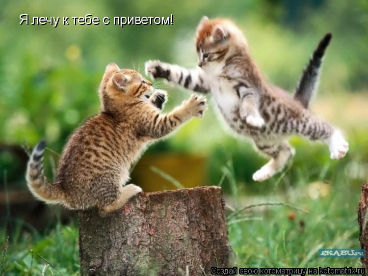 Я лечу к тебе с приветом!... Котоматрица: Я лечу к тебе с приветом!