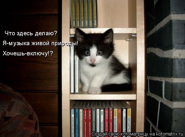 Что здесь делаю? Я-музыка живой природы! Хочешь-включу!?... Котоматрица: Что здесь делаю? Я-музыка живой природы! Хочешь-включу!?