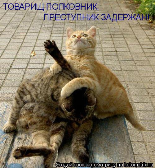 ТОВАРИЩ ПОЛКОВНИК, ПРЕСТУПНИК ЗАДЕРЖАН!... Котоматрица: ТОВАРИЩ ПОЛКОВНИК, ПРЕСТУПНИК ЗАДЕРЖАН!