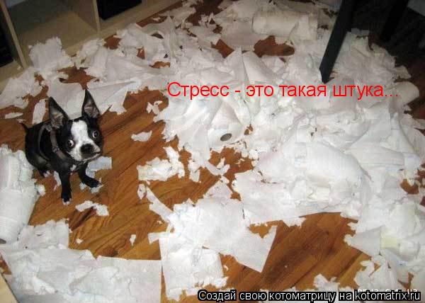 Стресс - это такая штука...... Котоматрица: Стресс - это такая штука...