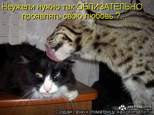 Неужели нужно так ОБЛИЗАТЕЛЬНО проявлять свою любовь ?...... Котоматрица: Неужели нужно так ОБЛИЗАТЕЛЬНО проявлять свою любовь ?...